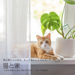 猫と家。-お家づくり相談会-